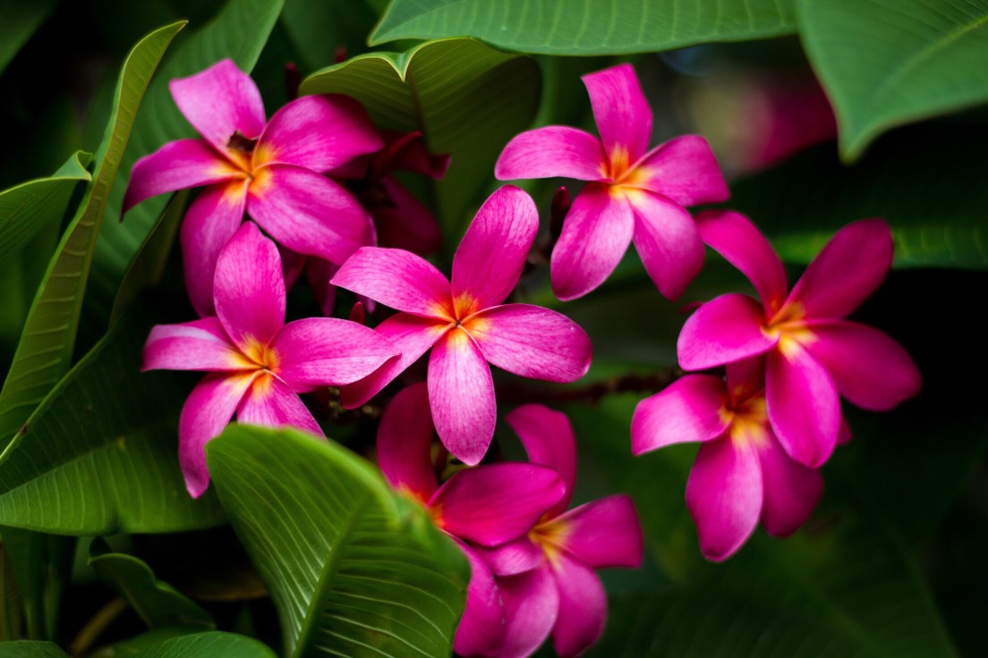 Bright colors, Plumerias