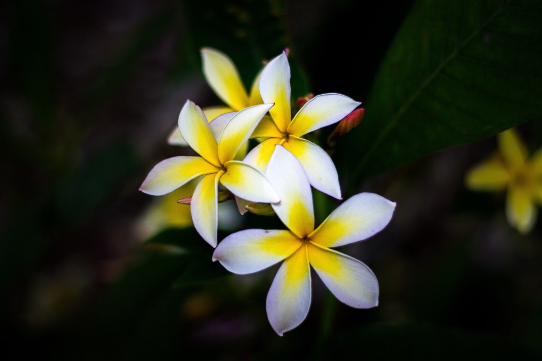 Plumerias