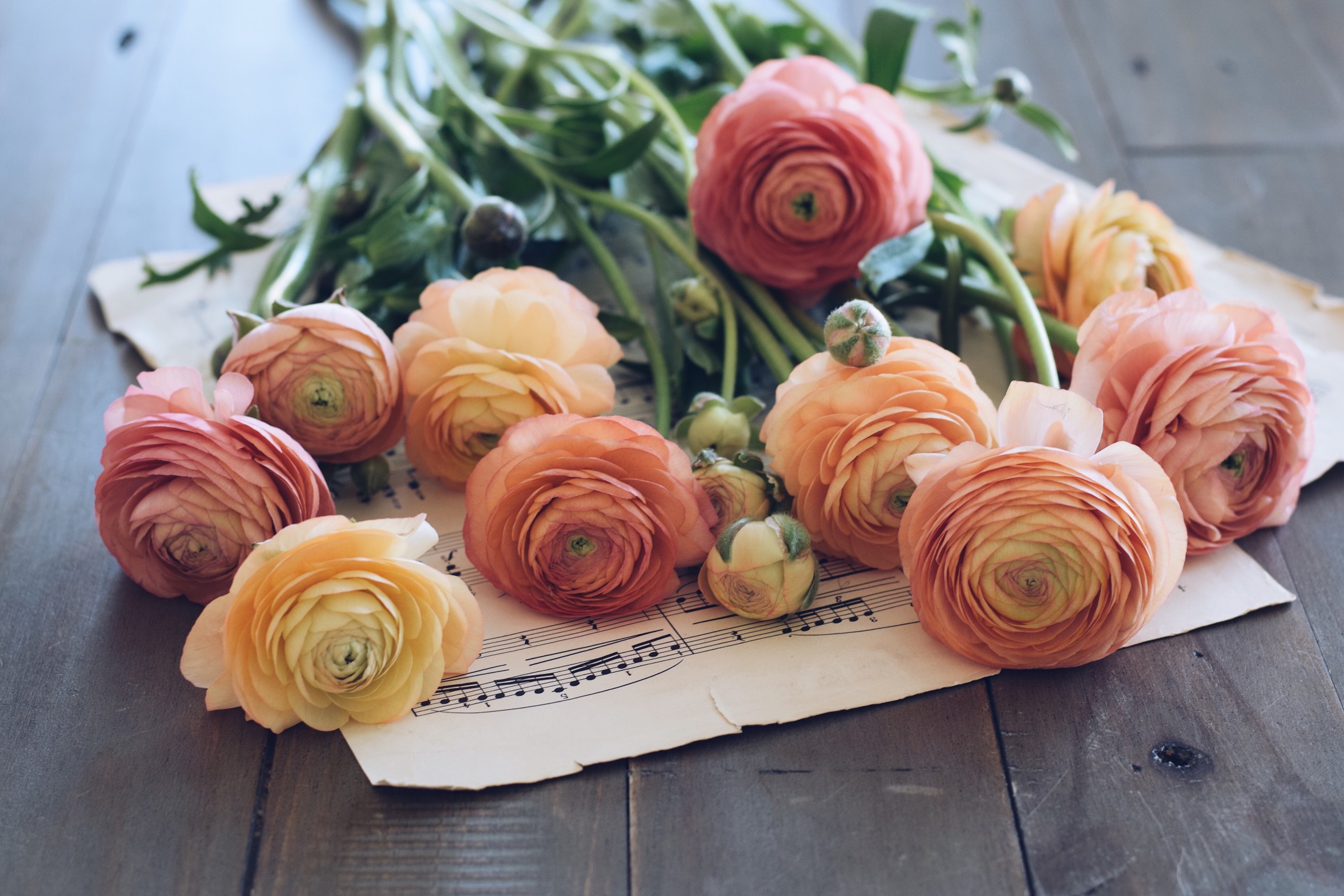 Ranunculus flowers laying on a sheet music