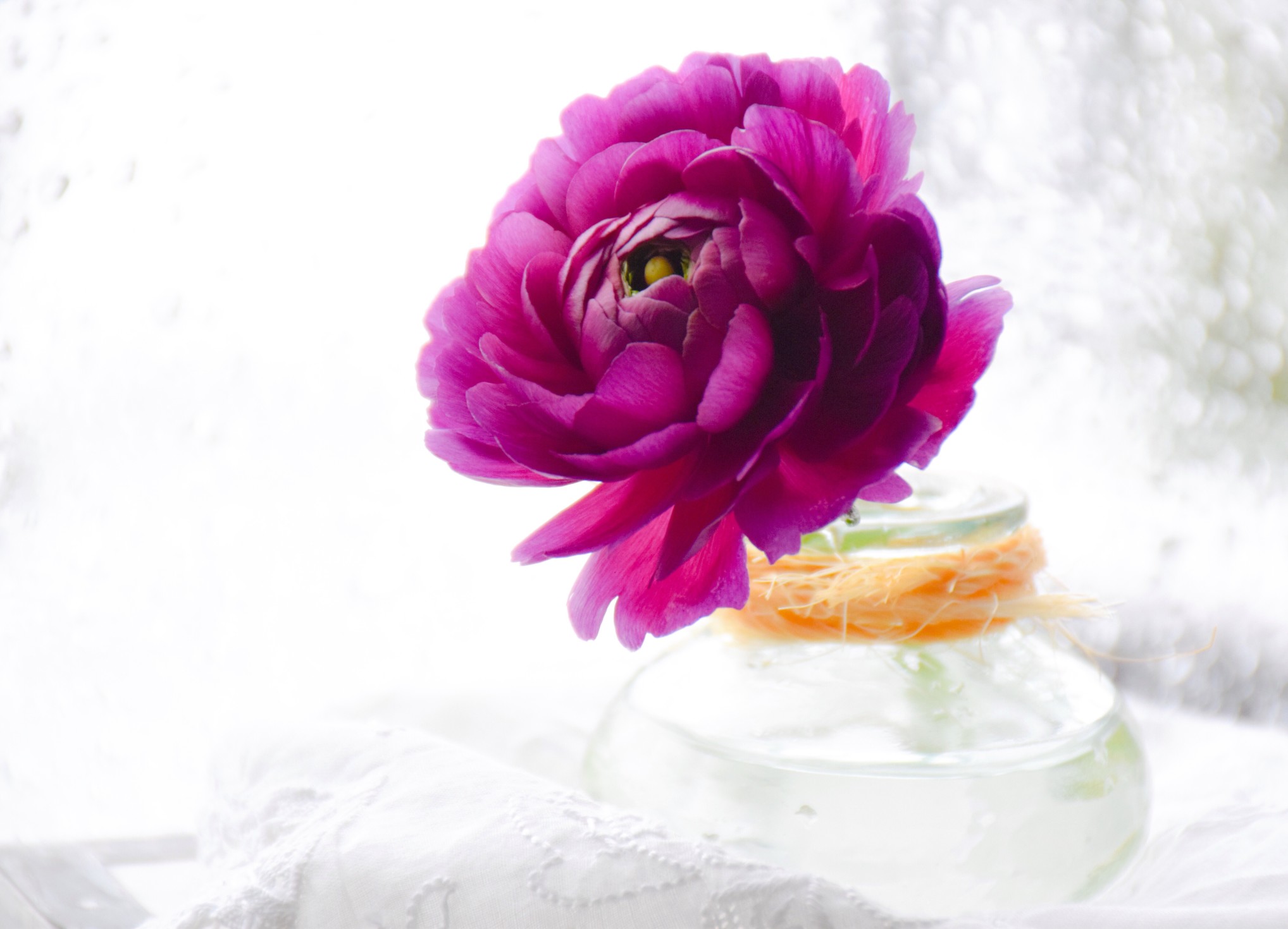 Ranunculus