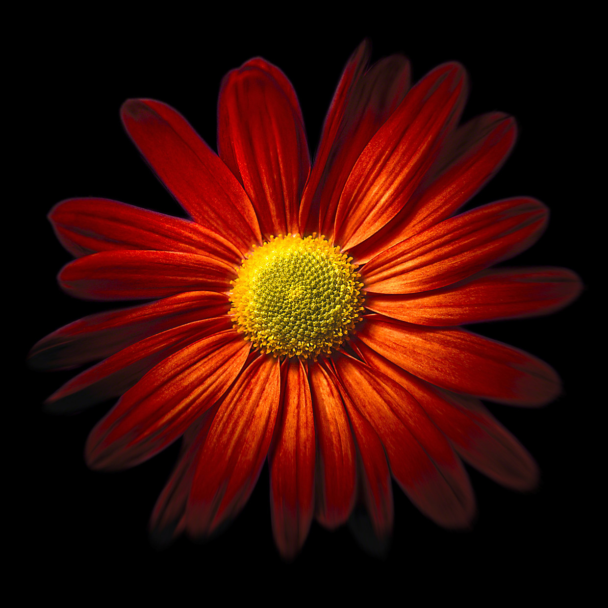 Red Chrysantheme