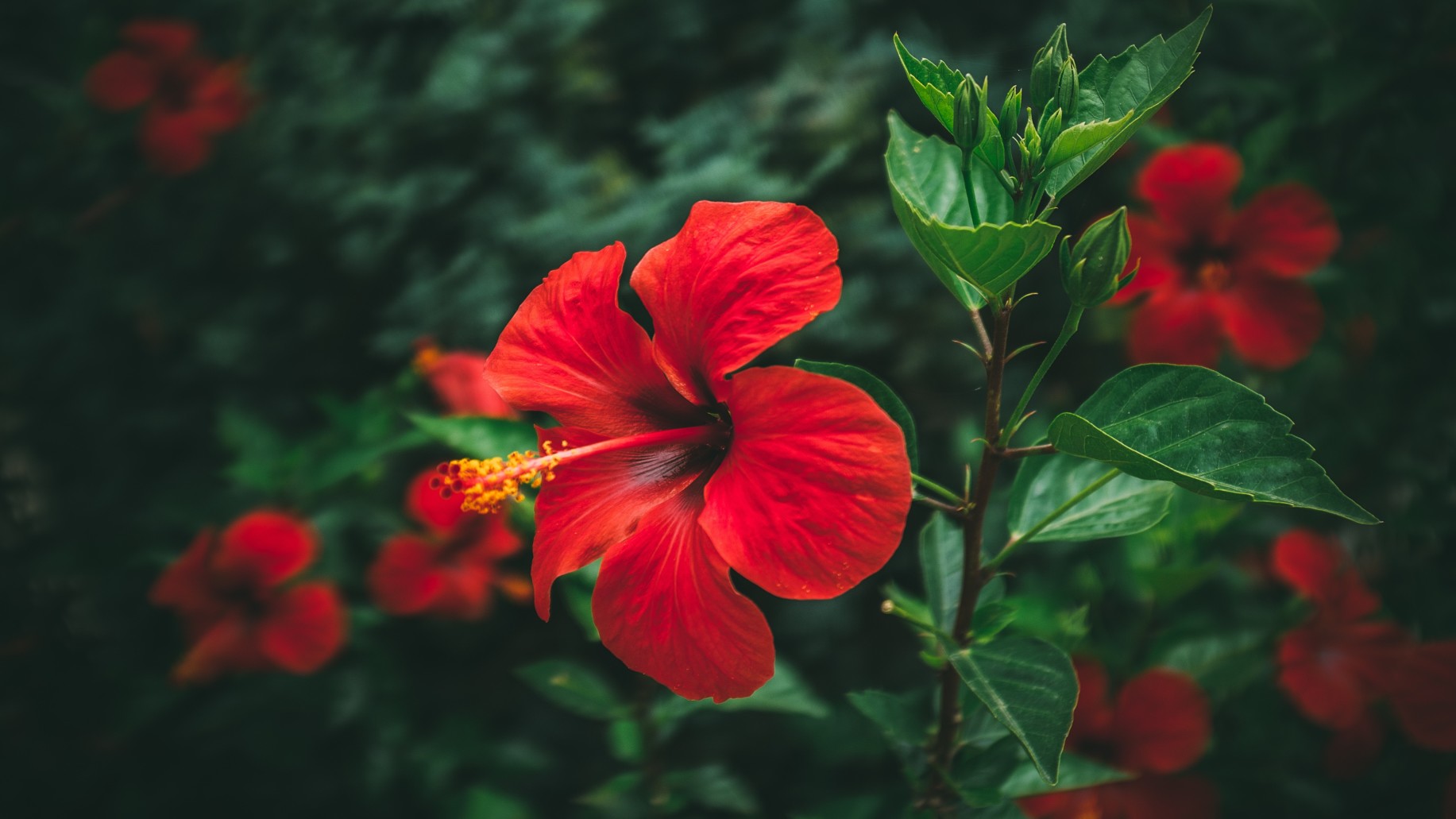 Red flowering Hibiscus