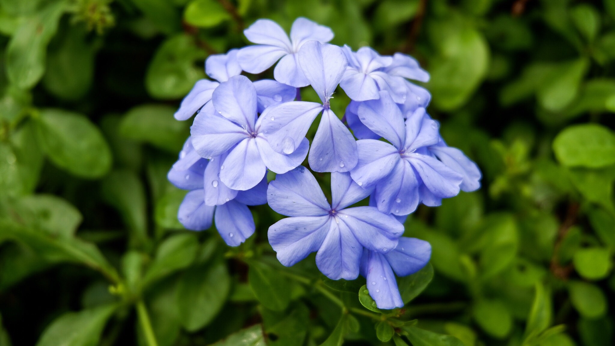 Beautiful, floral