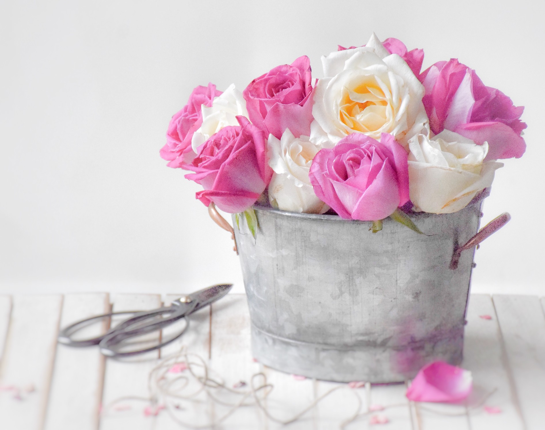 Roses in a bucket 