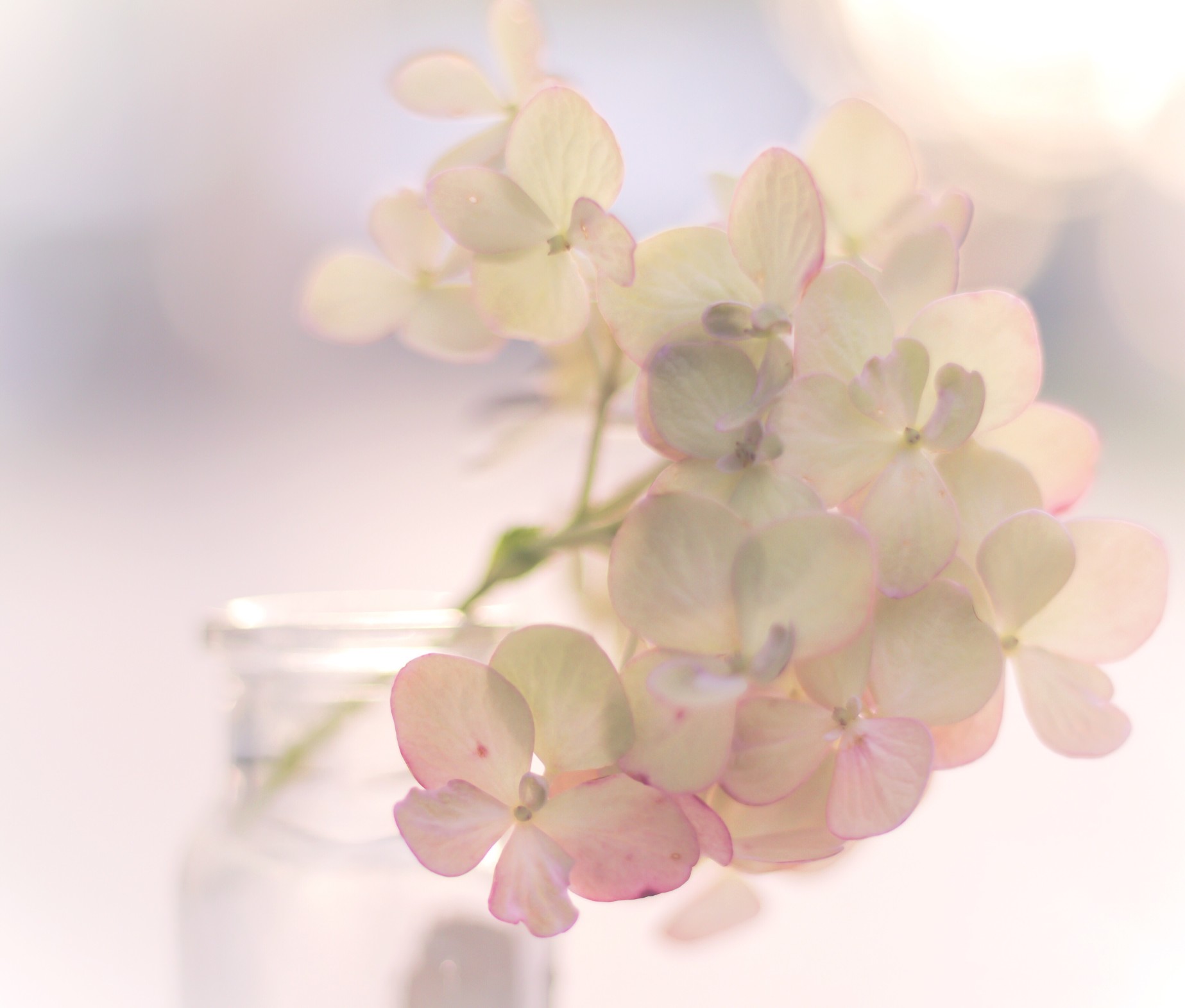 soft, macrophotography