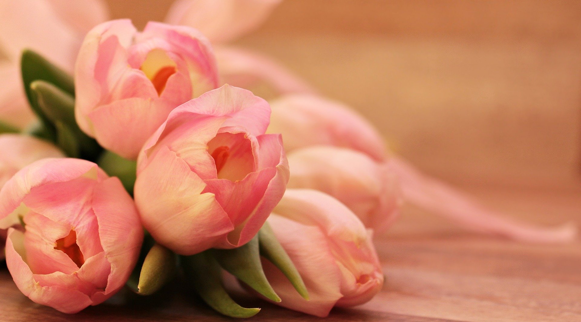 Tulip Flower