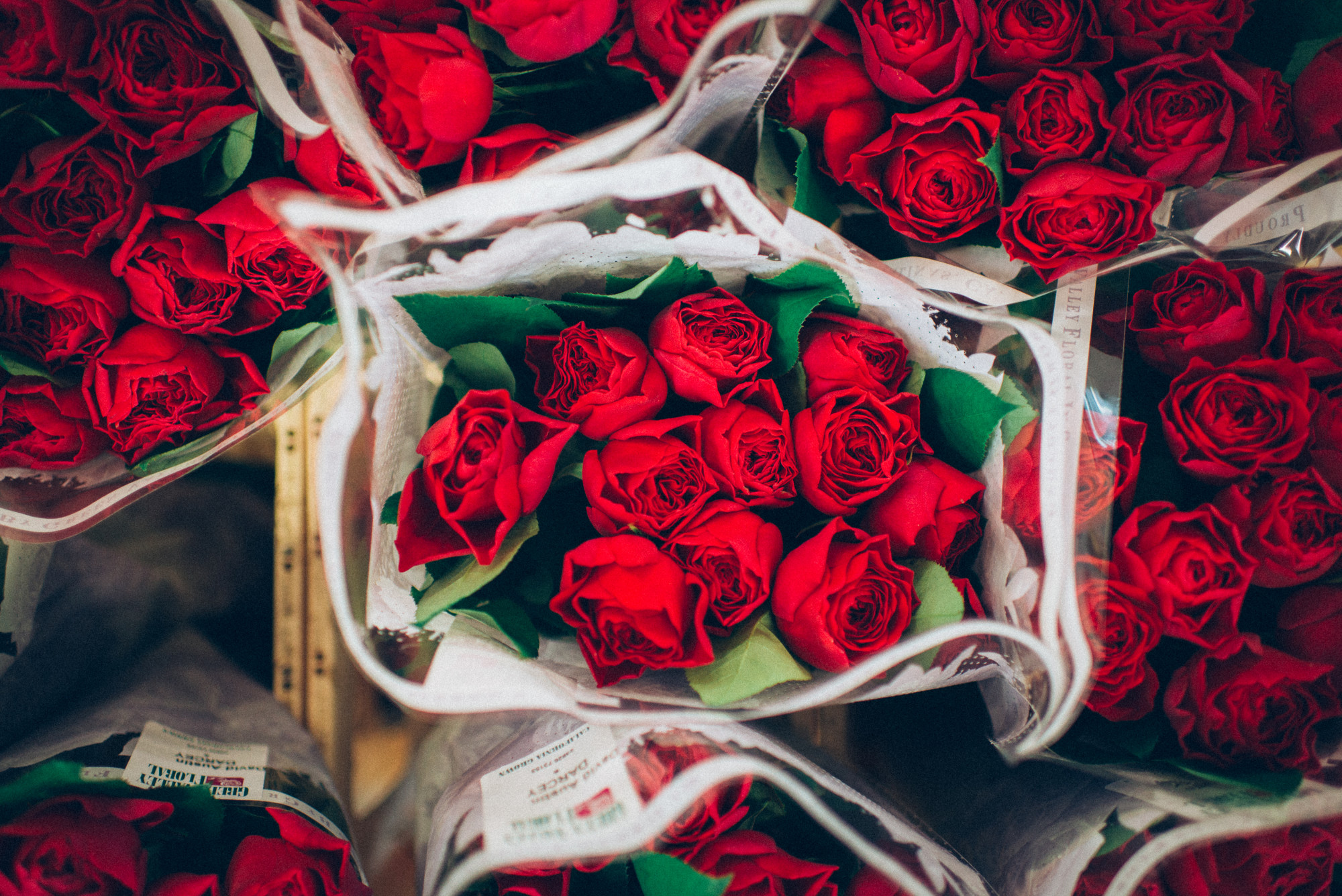 Valentine roses