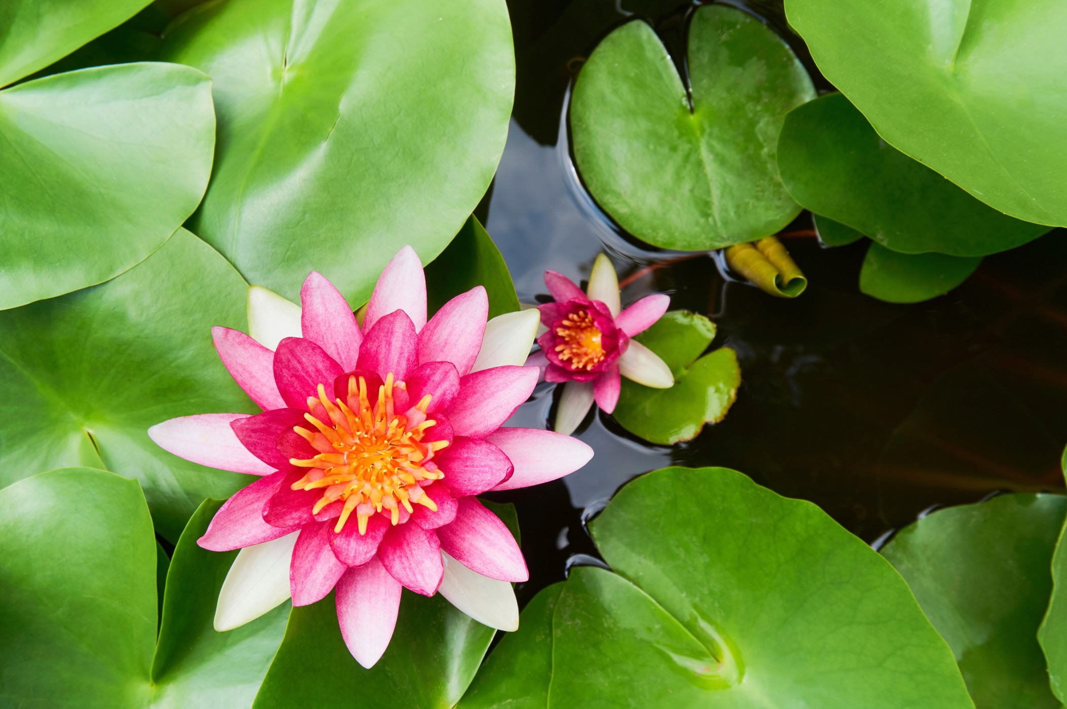 Water lily flowers blooming in pond