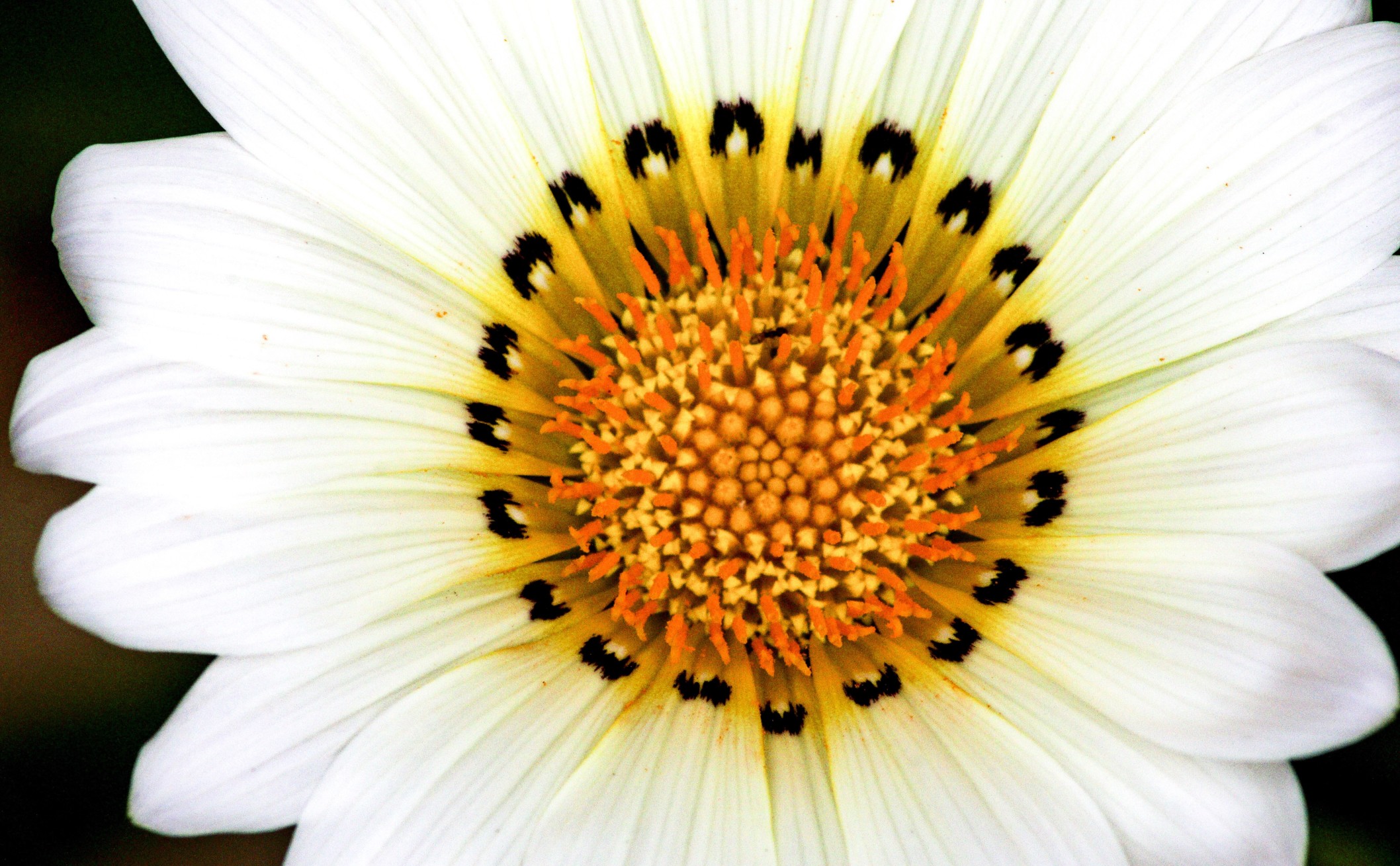 Botanical