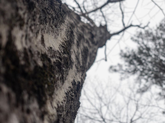 Iphone image example from low angle