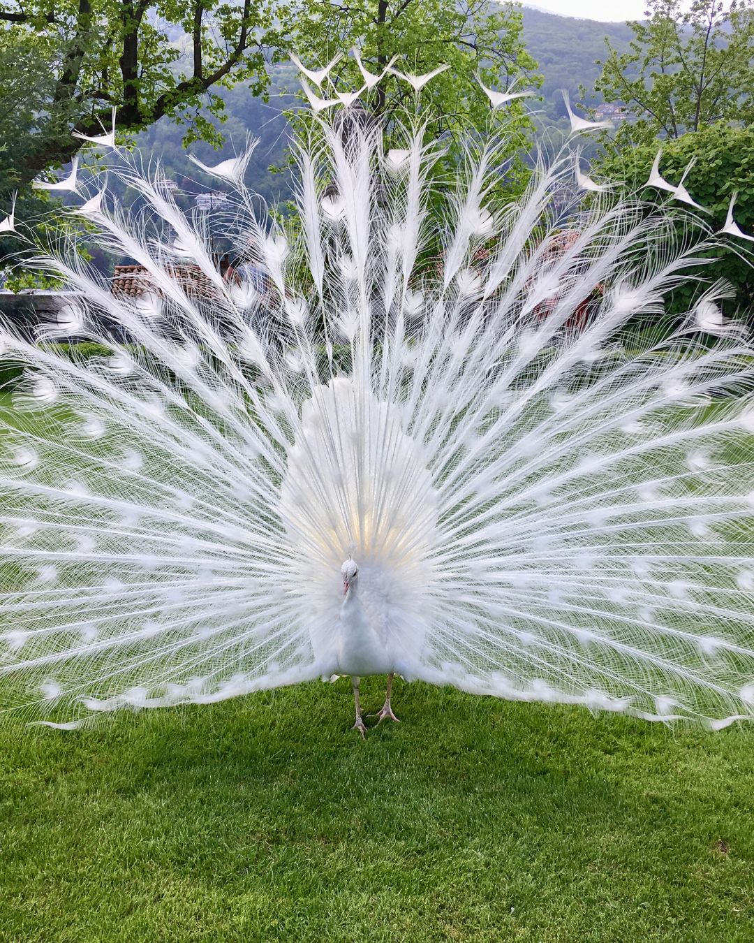 Dancing White Peacock