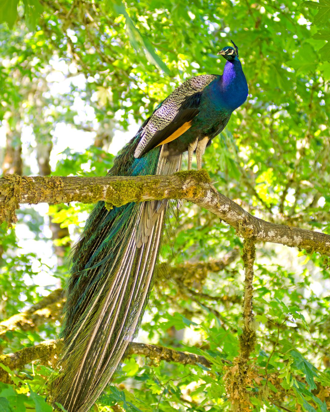 Peacock Enjoying Nature Beauty