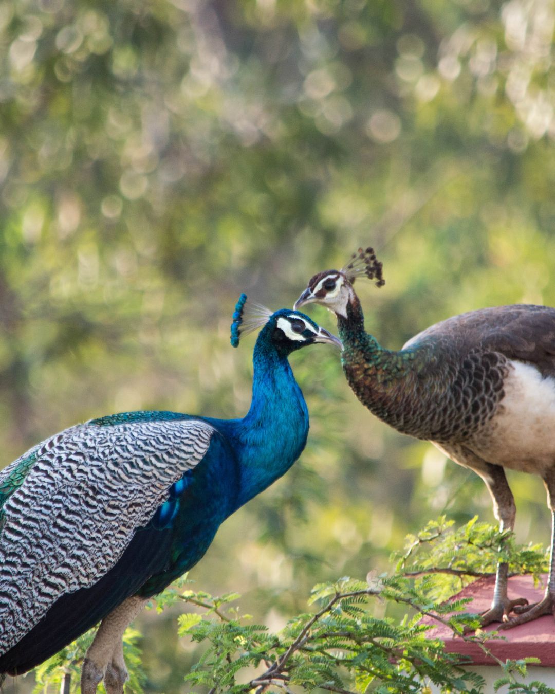 Peacock and Peahen Together