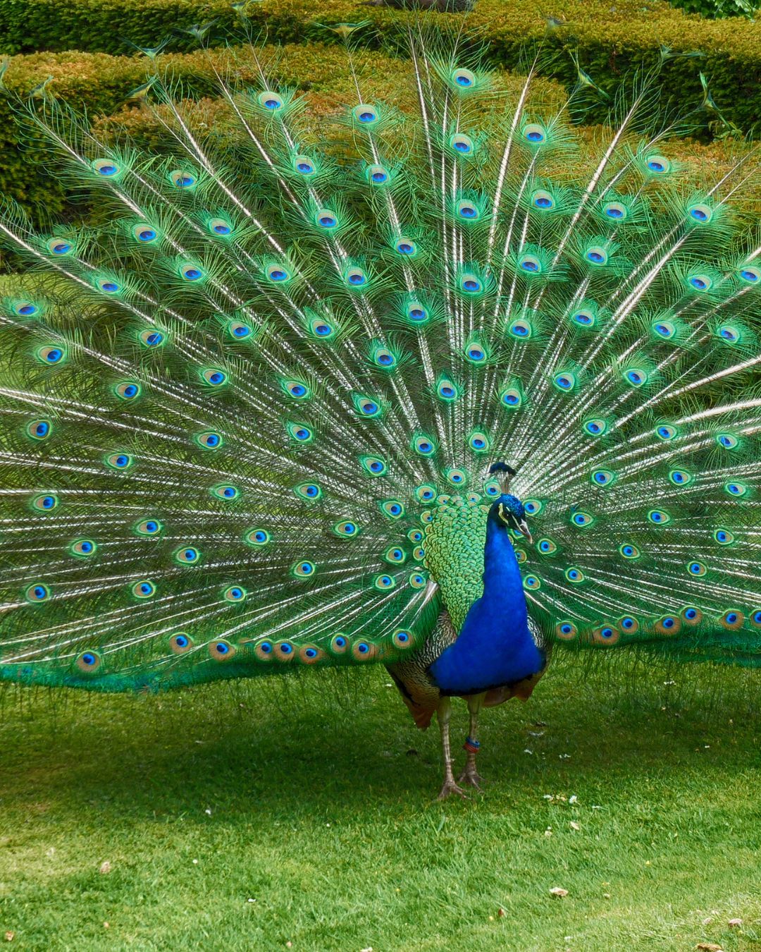 Royal Peacock in Nature