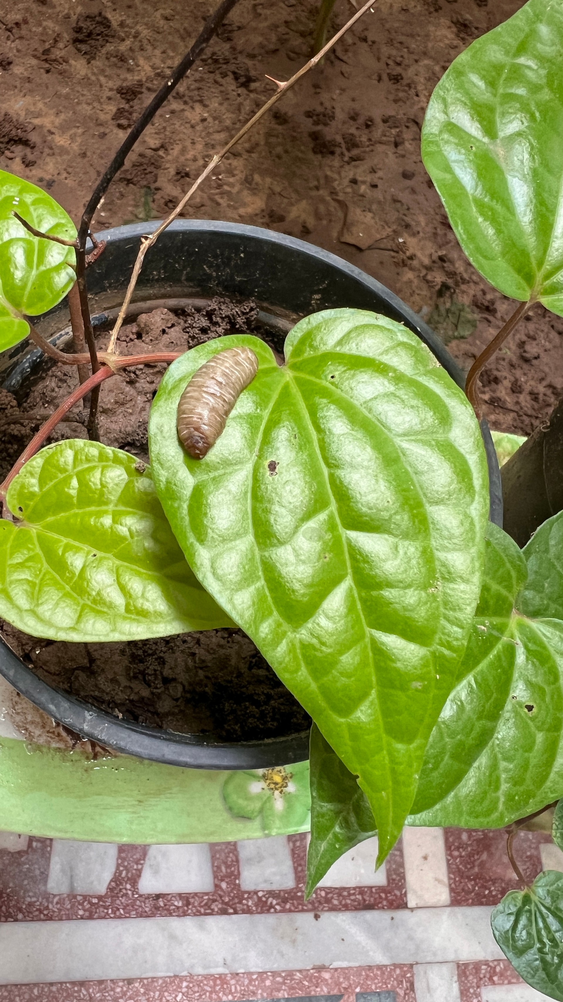 Paan plant