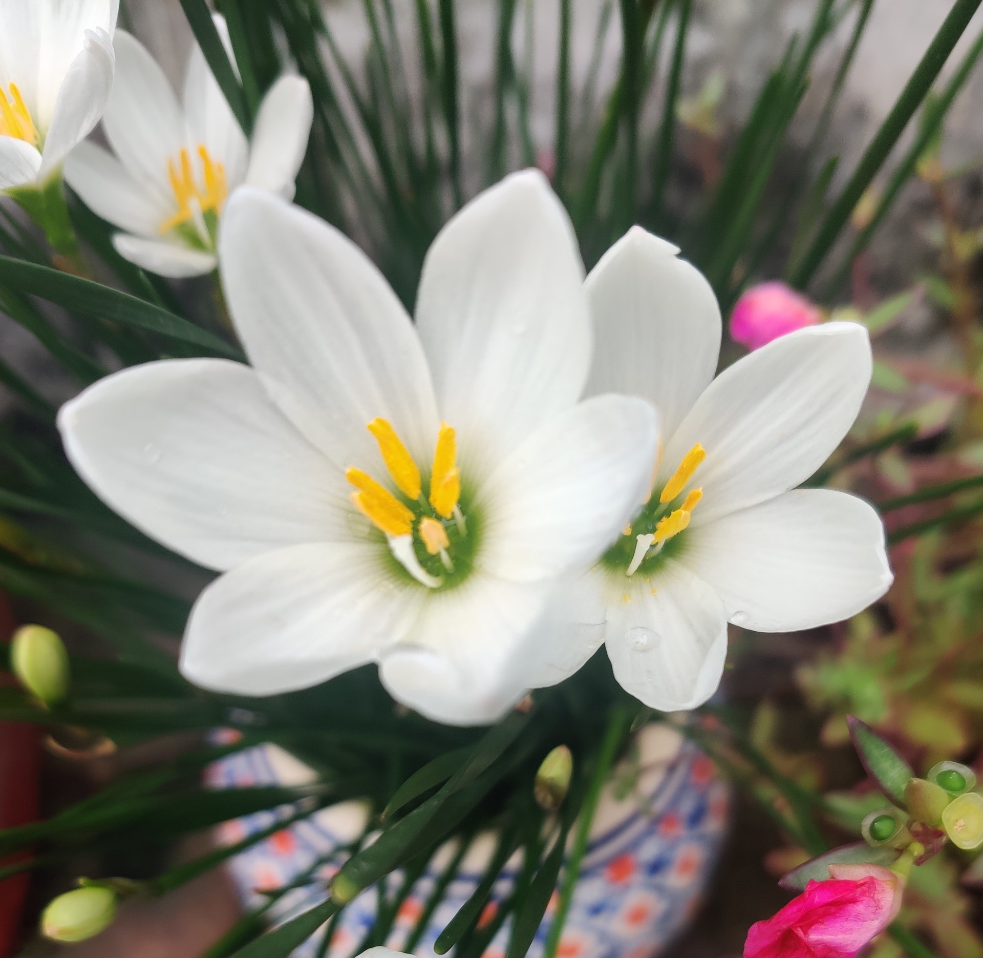 Rain Lily White Flower