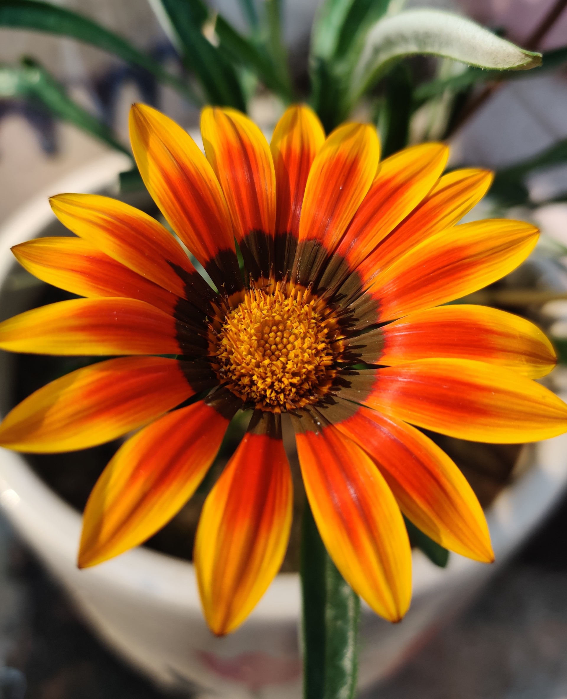 Gazania – Treasure Flower