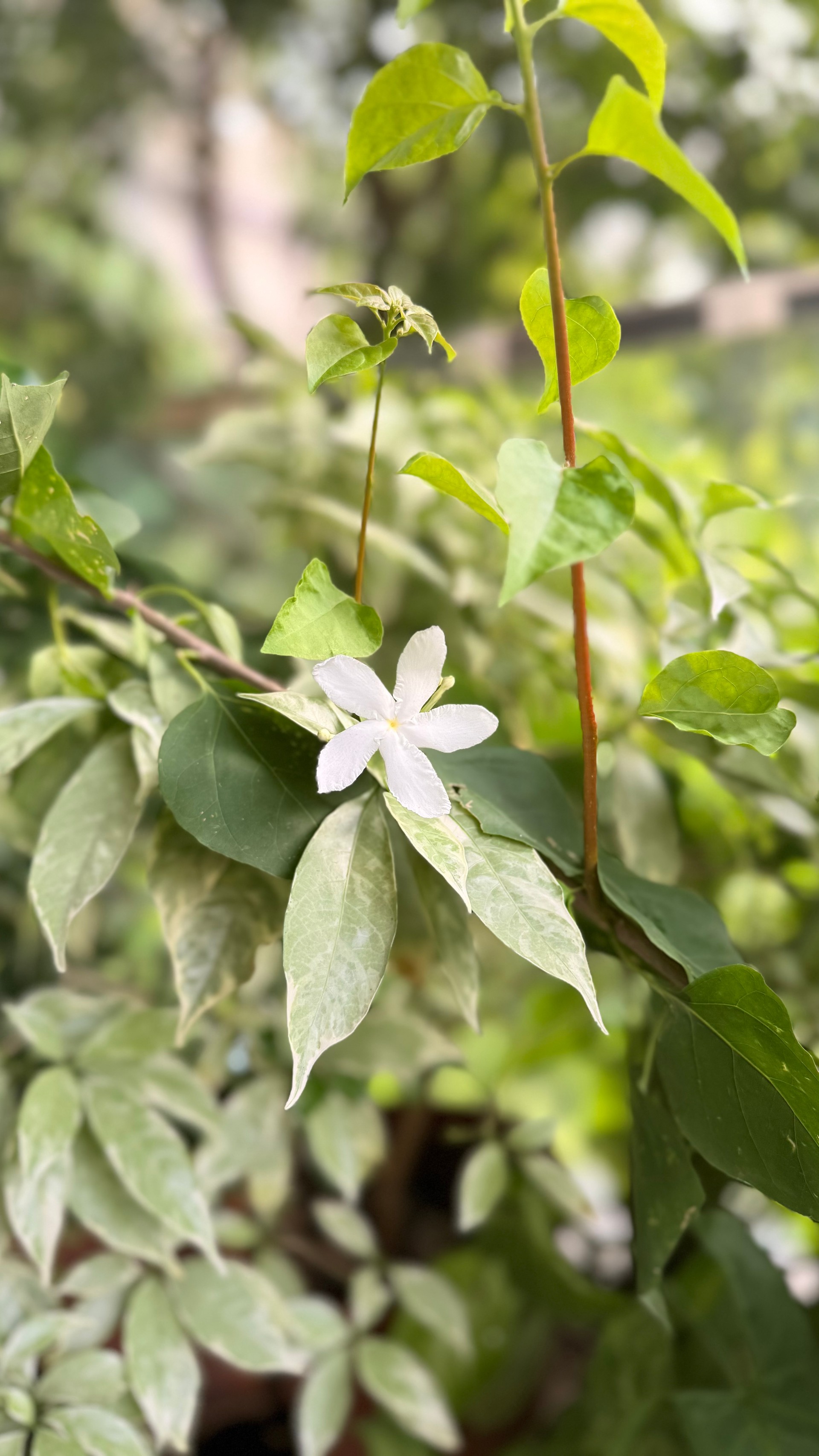 White flower wide shot