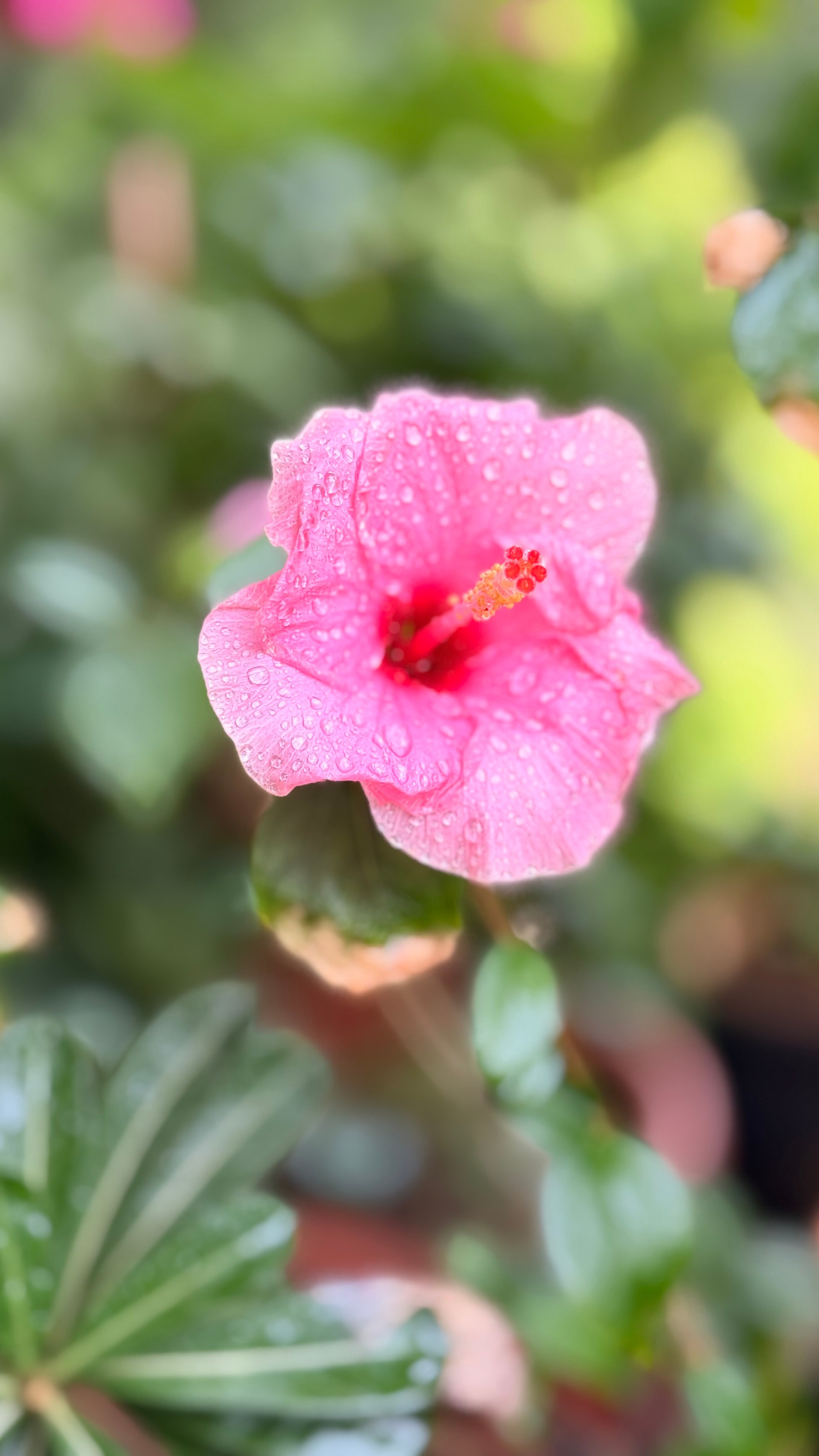Pink hibiscus flower