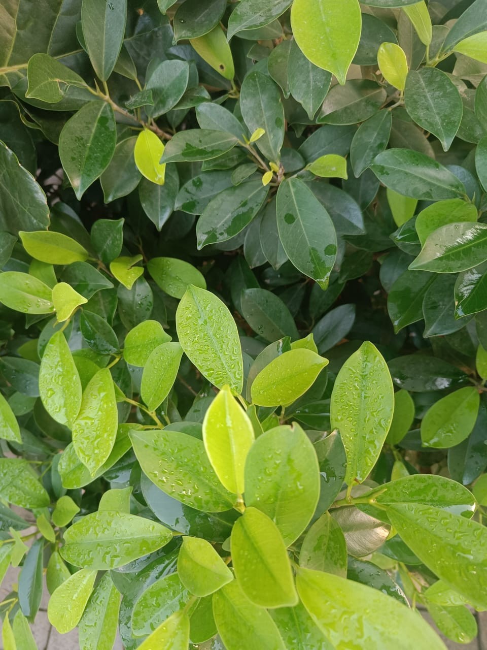 Power of Green Leaves