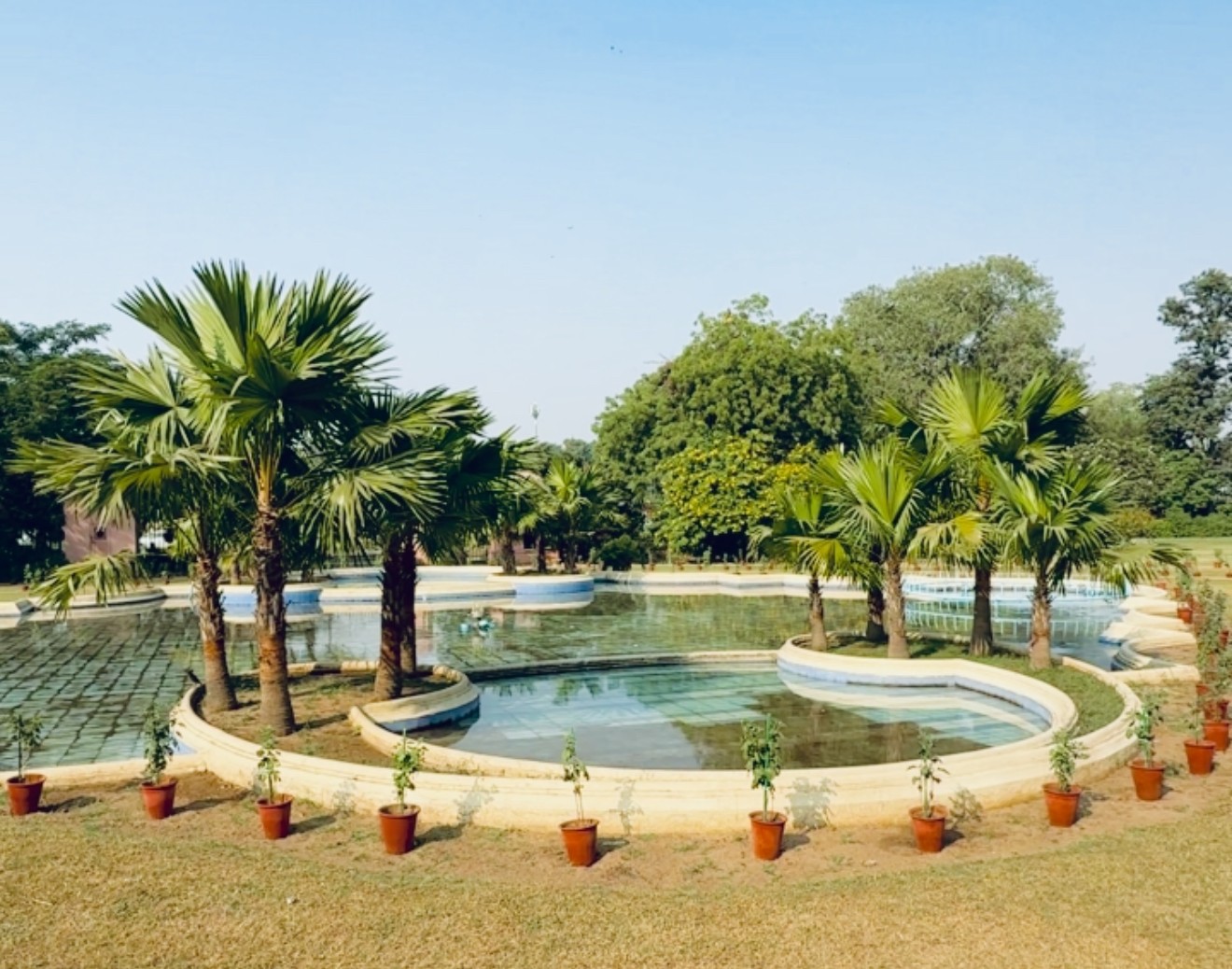 Tropical Garden with Palm Trees and Reflective Water Pond