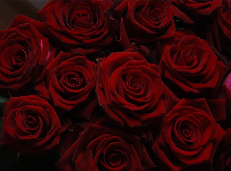 60+ Lovely Pictures Of Red Roses