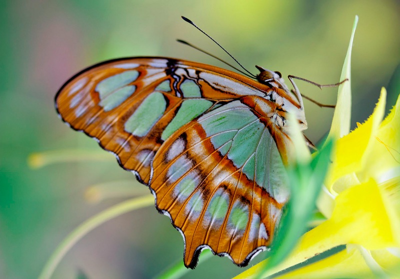 85 Beautiful Butterfly Pictures