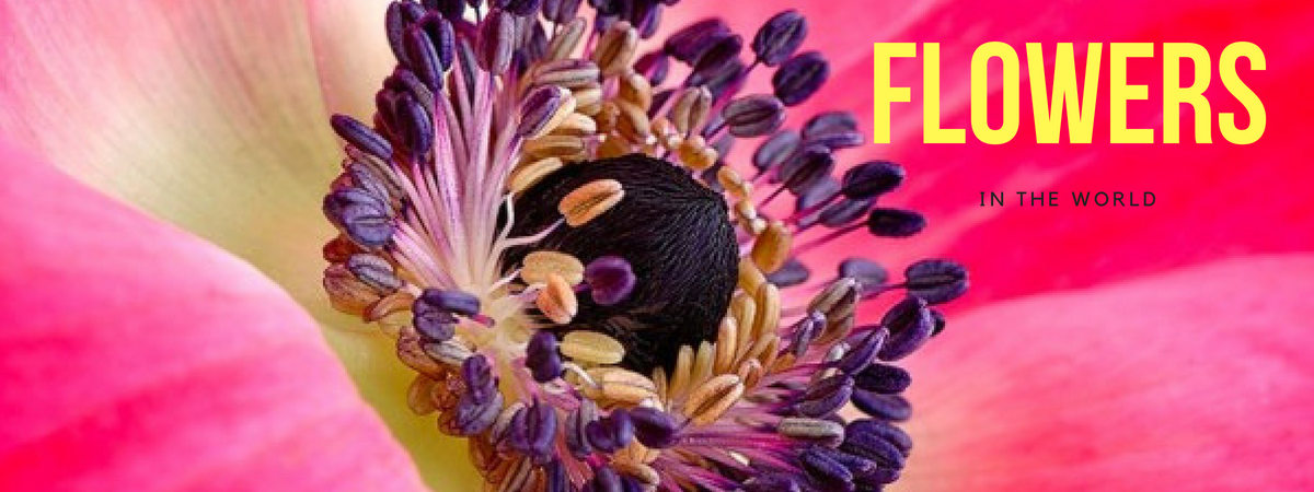 most beautiful flowers