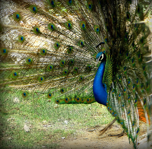 47 Gorgeous Peacock Images That Will Make You Feel Winsome