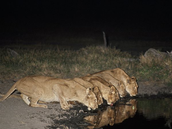 30 Amazing Moments from Wildlife Photography