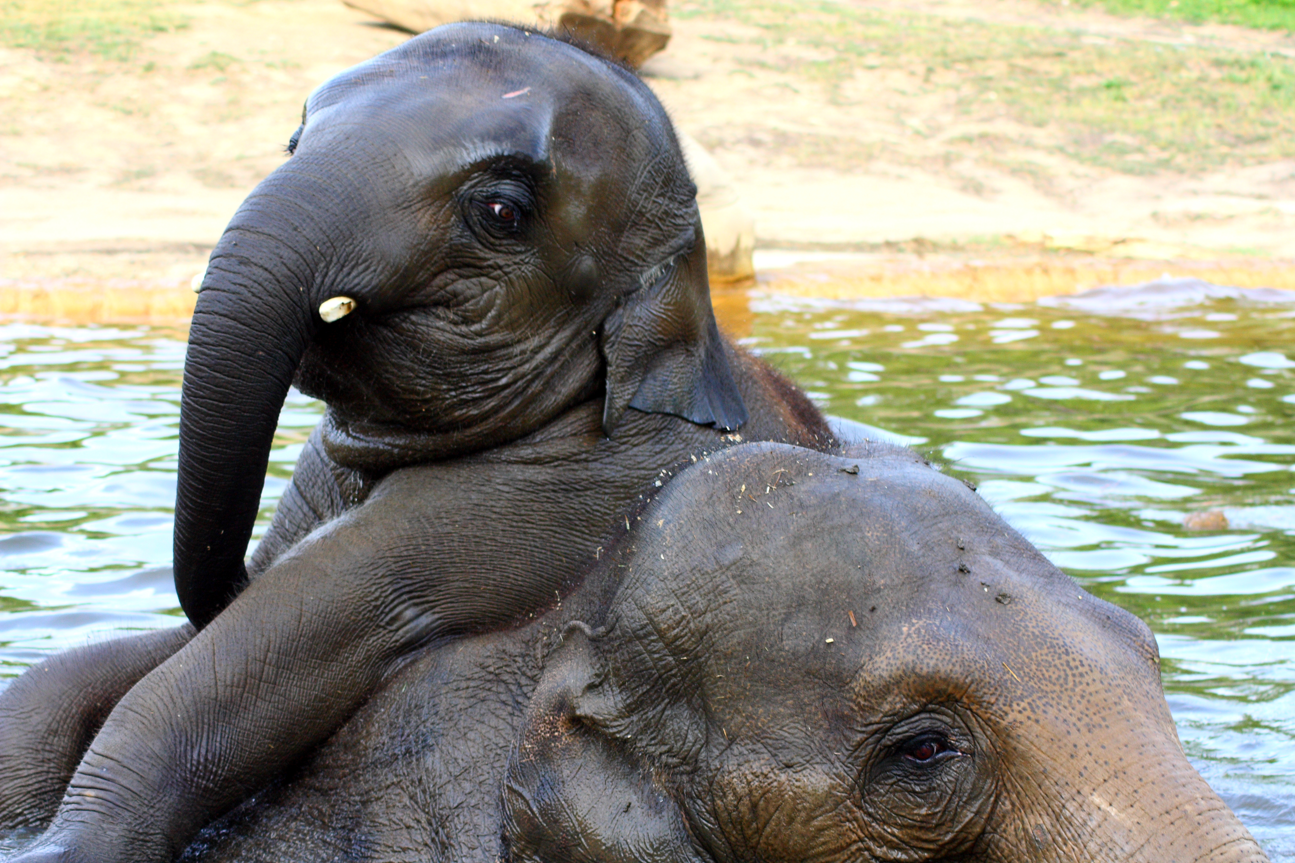 baby-elephant-playing-with-mother – Cool Digital Photography