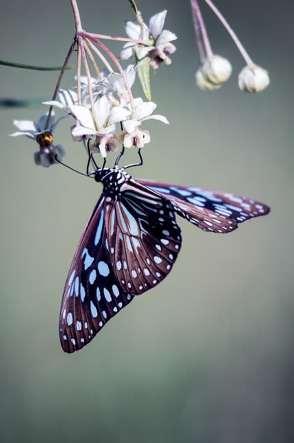 85 Beautiful Butterfly Pictures