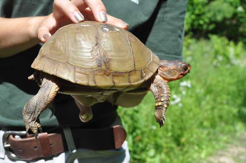 20 Super Cool Pictures of Turtles