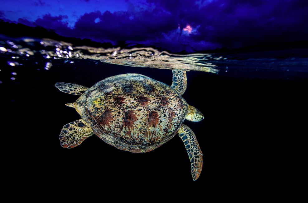 35 Super Cool Pictures of Turtles