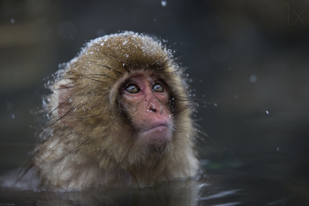 35 Peerless Cute Monkey Pictures