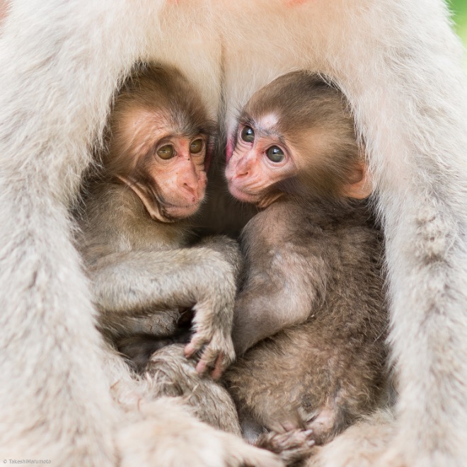 35 Peerless Cute Monkey Pictures