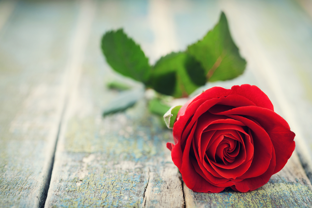 60+ Lovely Pictures of Red Roses